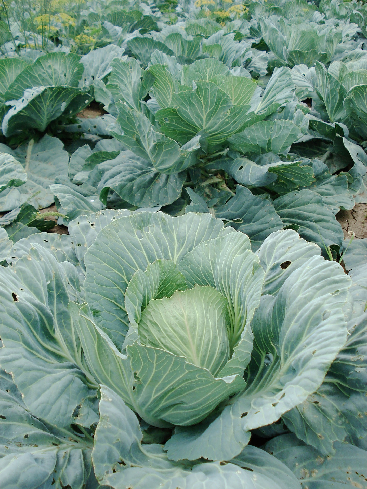 Early Jersey Wakefield Cabbage - Farmhouse Seeds